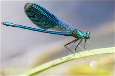 Cet insecte est-il une libellule ?