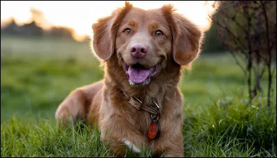 Lequel de ces animaux est un animal terrestre ?