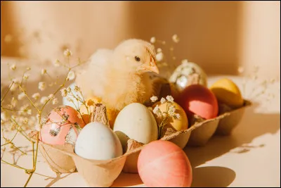 La poule a-t-elle besoin dun mâle pour pondre ?