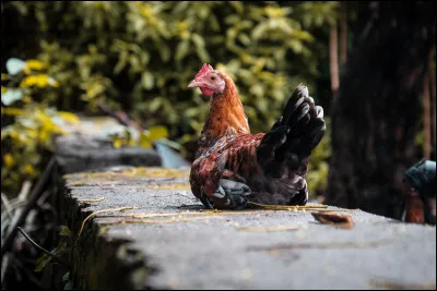 Laquelle de ces maladies est un fléau pour ces oiseaux ?