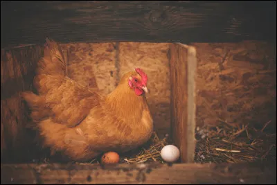 Quelle est la plus célèbre et la plus efficace des poules ?