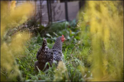 À part de nourriture et de soins, de quoi ont-elles beaucoup besoin ?
