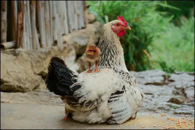 Quel est leur désavantage par rapport aux autres oiseaux (caractéristique partagée avec les autruches) ?
