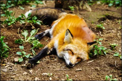 Quels sont leurs principaux prédateurs ?