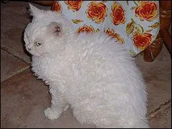 Et finalement, allons-y facile pour la dernire, ce Selkirk Rex est-il un chat ou un mouton ?
