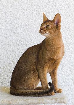 Quel est le nom de ce chat originaire d'Asie ?