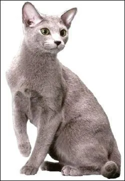 Comment nommons-nous ce chat aux origines controverses ?