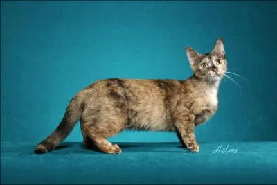 Ce beau minou aux pattes trs courtes se nomme...