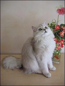 Ce chat porte un nom semblable au prcdent, mais vient d'Angleterre, quel est son nom ?