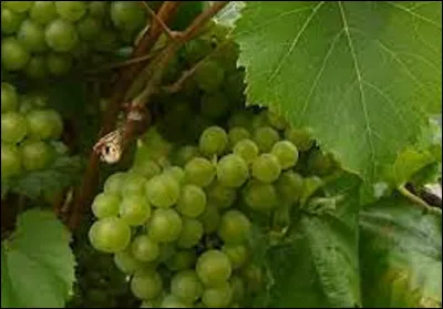 ''Le melon B'' est est un cépage blanc, originaire de quel vignoble ? (Le nom devrait vous aider à trouver le bon vignoble)