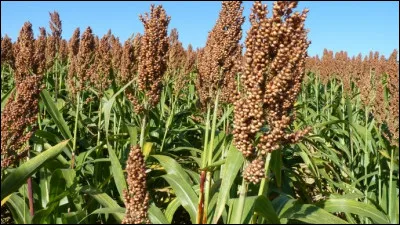 Quelle est cette céréale originaire d'Afrique, la cinquième céréale mondiale par le volume de production ?