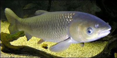 Quel est ce poisson ?