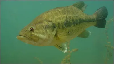 Quel est ce poisson ?