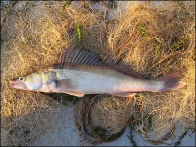 Quel est ce poisson ?