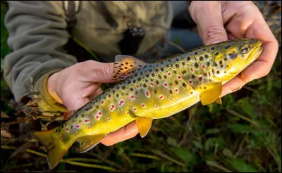 Quel est ce poisson ?