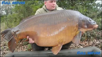 Quel est ce poisson ?