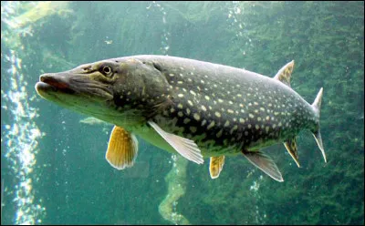 Quel est ce poisson ?