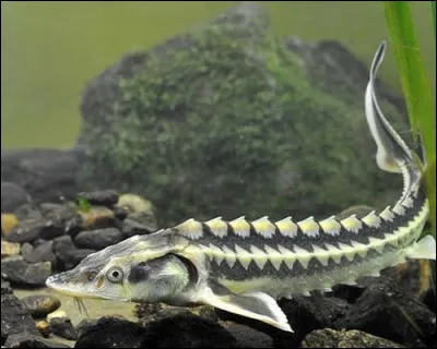 Quel est ce poisson ?