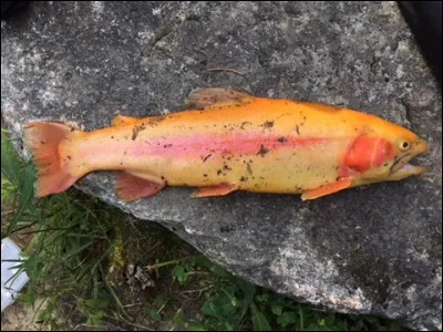 Quel est ce poisson ?