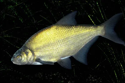 Quel est ce poisson ?