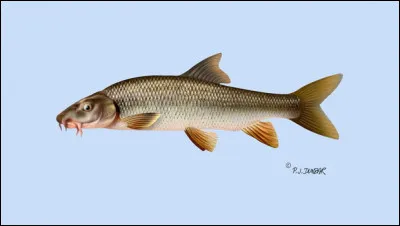 Quel est ce poisson ?