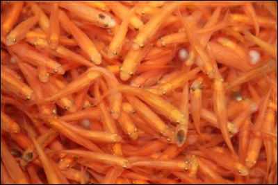 Quel est ce poisson ?