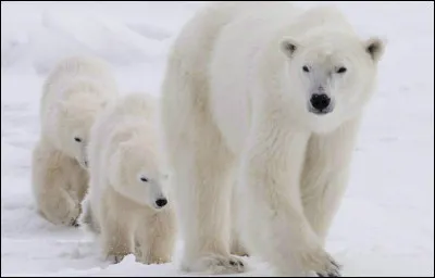 Face à un ours polaire, comment réagis-tu ?