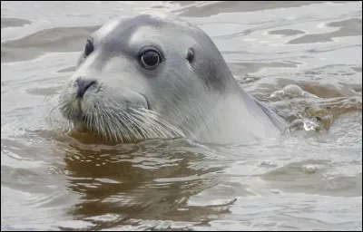 Supporterais-tu de manger du phoque quatre fois par jour ?