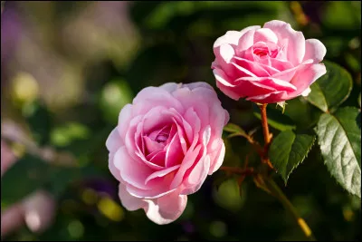 À quel écrivain italien doit-on le roman "Le Nom de la rose" ?