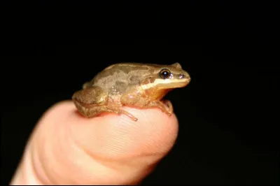 De quel pays dont la capitale est Antananarivo, ''Mini'' , nouveau genre de très petites grenouilles, est-il endémique ?