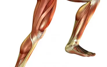 Quiz Anatomie
