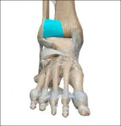 Quel est le nom de ce ligament ?