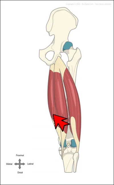 Quel est le nom de ce muscle faisant partie de la loge des ischio-jambiers ?