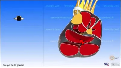 Même question pour ce muscle faisant partie de la loge postérieure de la jambe.