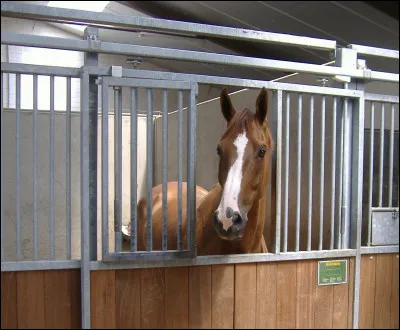 Pour éviter de surprendre ton cheval quand tu t'approches de lui, que fais-tu ?
