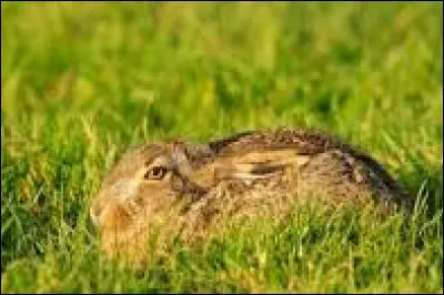 Morceau à la noix, c'est le...