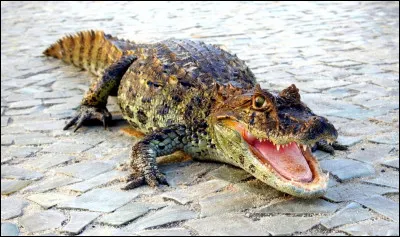 Quelle est cette esp&egrave;ce de crocodilien d'Am&eacute;rique du Sud, un ca&iuml;man carnivore pr&eacute;dateur ?
