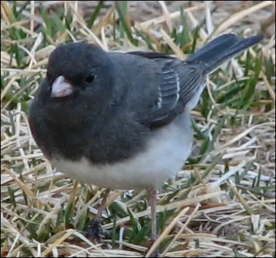 Quelle est cette esp&egrave;ce de passereau du continent nord-am&eacute;ricain qui vit dans les for&ecirc;ts et se nourrit d'insectes ?