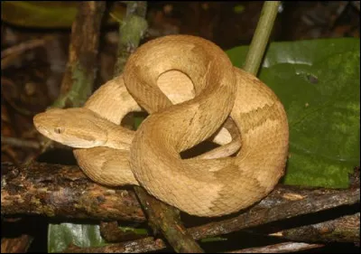 Quel est ce serpent venimeux hermaphrodite du Br&eacute;sil ?