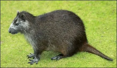 Quel est ce rongeur de grande taille &agrave; t&ecirc;te massive, animal end&eacute;mique des Cara&iuml;bes ?