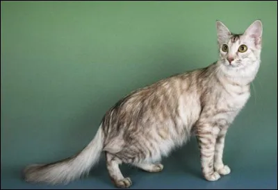 Quelle est cette race de chat &agrave; poils longs originaire de Tha&iuml;lande, animal affectueux et calme qui communique avec son ma&icirc;tre de mani&egrave;re intensive ?