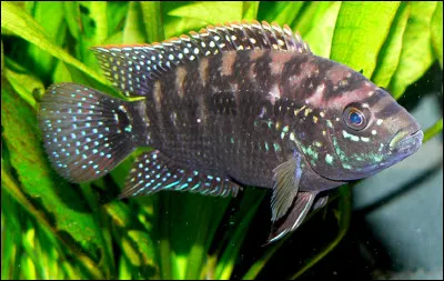 Quel est ce poisson ovipare d'Am&eacute;rique qui vit dans les eaux troubles et herbeuses des rivi&egrave;res, des &eacute;tangs et des mar&eacute;cages, son nom est celui d'un c&eacute;l&egrave;bre boxeur am&eacute;ricain ?