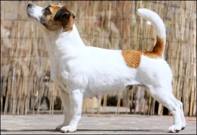 Quelle est cette race de chien terrier de petite taille, vif et rapide ce qui en fait un bon chien de chasse ?