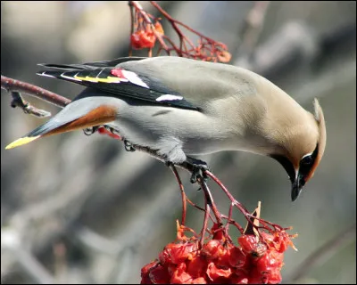 Quel est ce passereau migrateur fructivore qui vit dans les for&ecirc;ts bor&eacute;ales au nord de l'Eurasie et de l'Am&eacute;rique ?