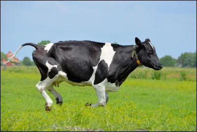 Quelle est cette race bovine danoise bouch&egrave;re de couleur pie noire dont le nom est celui de la p&eacute;ninsule maritime du Danemark ?