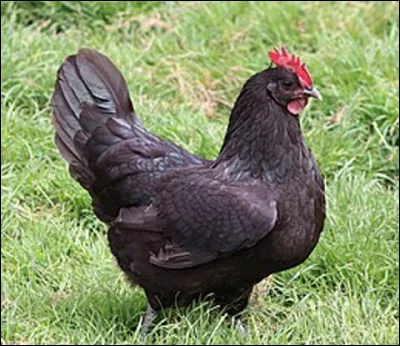 Quelle est cette race de poule bretonne noire aux yeux marron qui porte le nom de sa commune d'origine en Ille-et -Vilaine ?