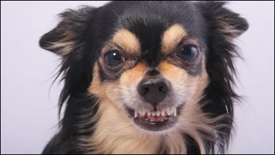 Quel est l'animal que tu aimes le moins là-dedans ?