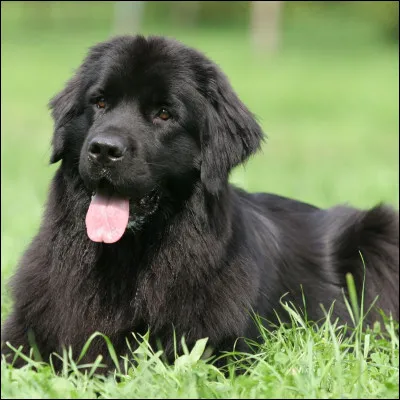 Sauvetage : à quel genre de sauvetage ce chien est-il dressé ?