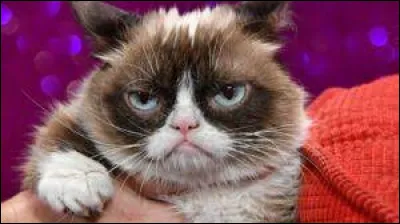 Quel était le nom de ce chat devenu célèbre sur internet grâce à son expression faciale ?