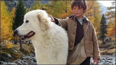 Dans "Belle et Sébastien", quelle est la race de la chienne Belle ?